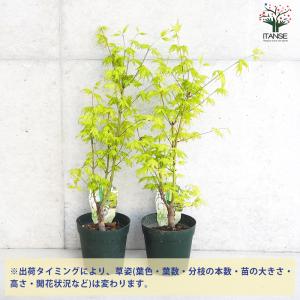 ITANSE モミジ(カエデ)の苗木 品種:鴫...の詳細画像2