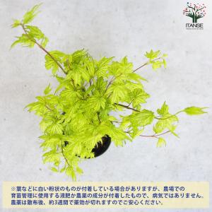 ITANSE モミジ(カエデ)の苗木 品種:鴫...の詳細画像3