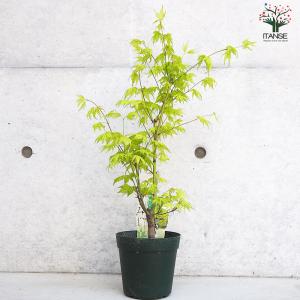 ITANSE モミジ(カエデ)の苗木 品種:鴫...の詳細画像5