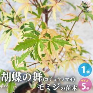 ITANSE モミジ(カエデ)の苗木 品種:胡蝶...の商品画像