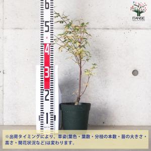 ITANSE モミジ(カエデ)の苗木 品種:胡...の詳細画像1
