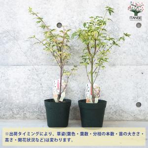 ITANSE モミジ(カエデ)の苗木 品種:胡...の詳細画像2