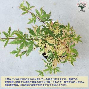 ITANSE モミジ(カエデ)の苗木 品種:胡...の詳細画像3