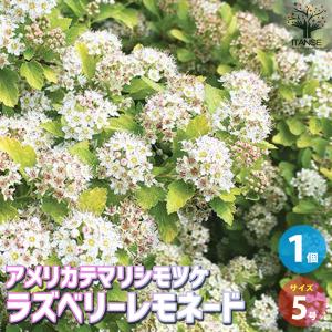 武徳産ホテイアツモリソウ 花1芽株 : 岩崎園芸ネットストア Yahoo店