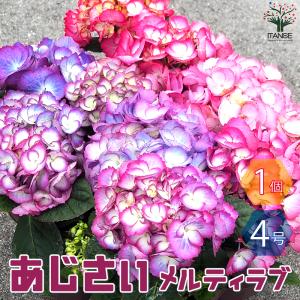 【球根】原種系 チューリップ ブライトジェム　5球 楽天市場】予約球根【チューリップ】原種系ブライトジェム（5球入