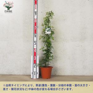 ITANSE モッコウバラ 八重咲き 白花の苗...の詳細画像2