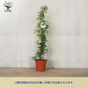 ITANSE モッコウバラ 八重咲き 白花の苗...の詳細画像3