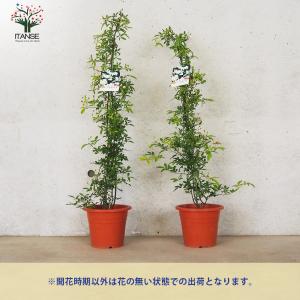 ITANSE モッコウバラ 八重咲き 白花の苗...の詳細画像4