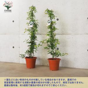 ITANSE モッコウバラ 八重咲き 白花の苗...の詳細画像5