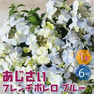 ITANSE アジサイ フレンチボレロ ブルー ...の商品画像