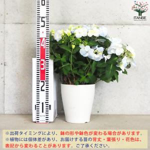 ITANSE アジサイ フレンチボレロ ブルー...の詳細画像1