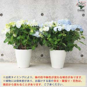 ITANSE アジサイ フレンチボレロ ブルー...の詳細画像2