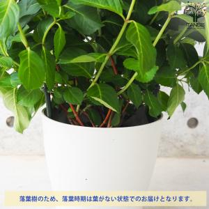 ITANSE アジサイ フレンチボレロ ブルー...の詳細画像3