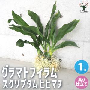 おしゃれ 観葉植物 蘭：グラマトフィラム スクリプタム ヒヒマヌ*吊り