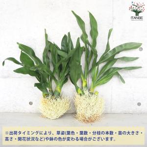 ITANSE グラマトフィラム スクリプタム ...の詳細画像2