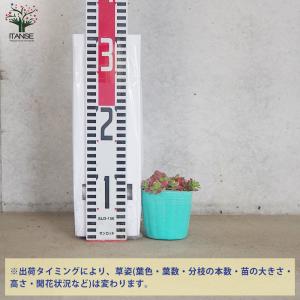 ITANSE ポーチュラカ マジカルキューティ...の詳細画像1
