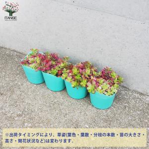 ITANSE ポーチュラカ マジカルキューティ...の詳細画像4