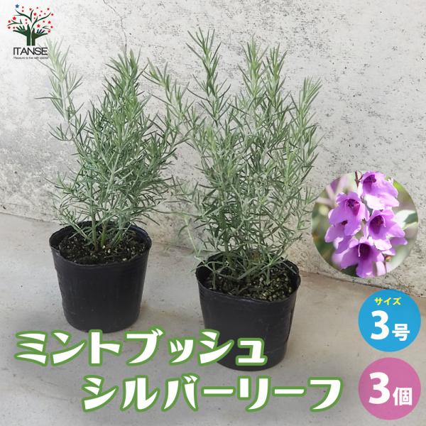 ITANSE ミントブッシュ シルバーリーフ 花苗 3号ポット お買い得3個セット 花の苗 フラワー...