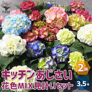 ITANSE キッチンアジサイ 底面給水鉢/花色ミックス見計い 花苗 3.5号ポット お買い得2個セット 花の苗 フラワーガーデン 寄せ植え 送料無料 イタンセ公式