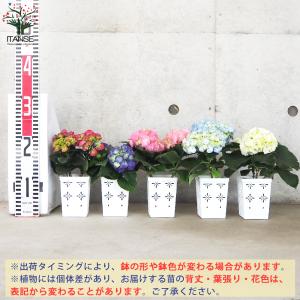 ITANSE キッチンアジサイ 底面給水鉢/花...の詳細画像1