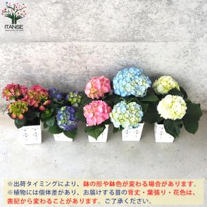 ITANSE キッチンアジサイ 底面給水鉢/花...の詳細画像2