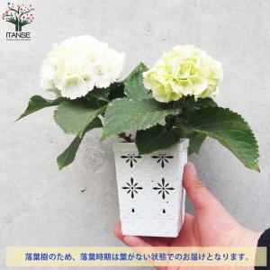 ITANSE キッチンアジサイ 底面給水鉢/花...の詳細画像3