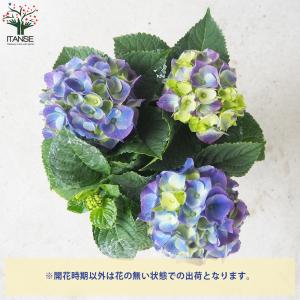ITANSE キッチンアジサイ 底面給水鉢/花...の詳細画像4