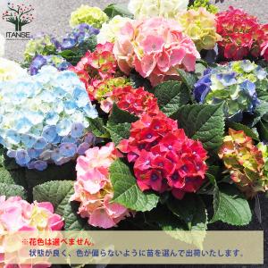 ITANSE キッチンアジサイ 底面給水鉢/花...の詳細画像5