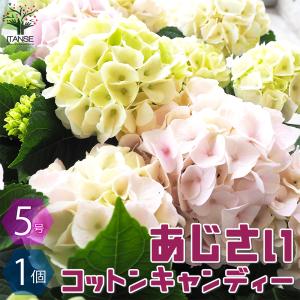 クリスマスローズ開花株 SDプリマヴェーラピンクゴールド 504 現品限り