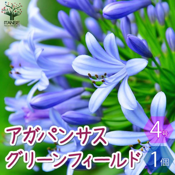 ITANSE アガパンサス グリーンフィールド 花苗 4号ポット/1個売り 花苗 花の苗 ユリ 紫君...