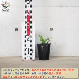 ITANSE アガパンサス バレンシア 花苗 ...の詳細画像1