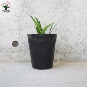 ITANSE アガパンサス バレンシア 花苗 ...の詳細画像2