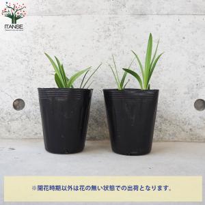 ITANSE アガパンサス バレンシア 花苗 ...の詳細画像3