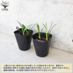 ITANSE アガパンサス バレンシア 花苗 ...の詳細画像4