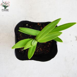 ITANSE アガパンサス バレンシア 花苗 ...の詳細画像5