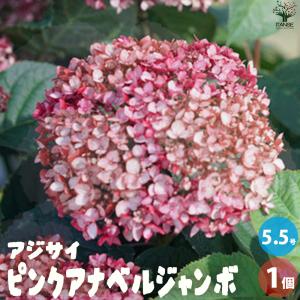 クリスマスローズ ダブル/(ピンク系)3.5〜4寸苗 : 岩崎園芸ネット