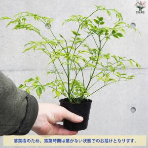 ITANSE ステレオスペルマム レモンライム...の詳細画像3