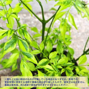 ITANSE ステレオスペルマム レモンライム...の詳細画像4