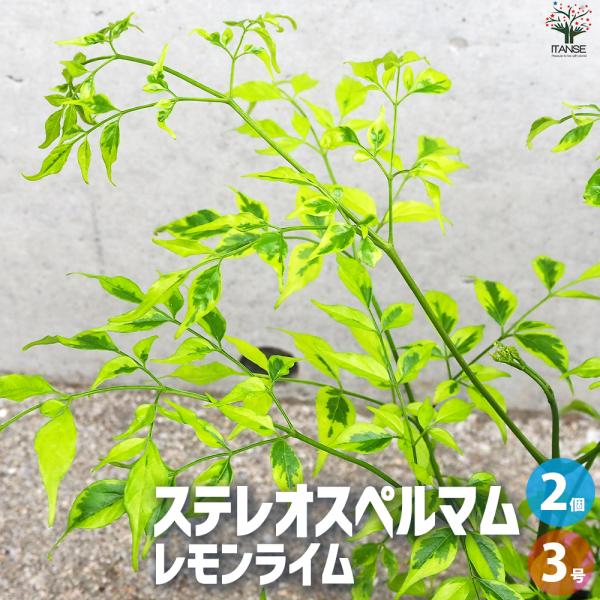 ITANSE ステレオスペルマム レモンライム 花苗 3号ポット/お買い得2個セット 花木 花木の苗...