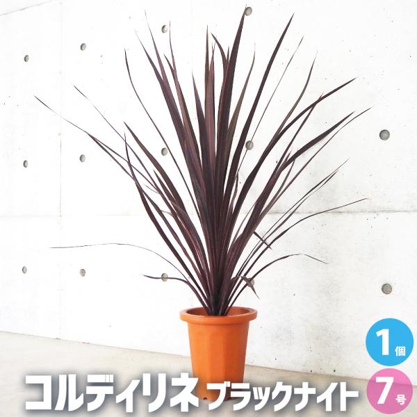 ITANSE コルディリネ ブラックナイト 花苗 大苗7号鉢/1個売り 園芸品種 苗木 花木 植木 ...
