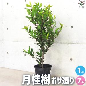 酔白中国アツモリソウ 1芽株 : 岩崎園芸ネットストア Yahoo店 - 通販