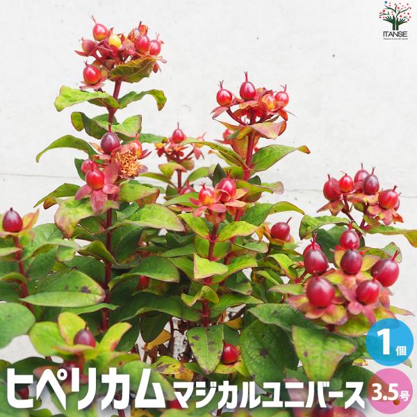 ITANSE ヒペリカム マジカルユニバース 花苗 3.5号ポット/1個売り オトギリソウ イタンセ...