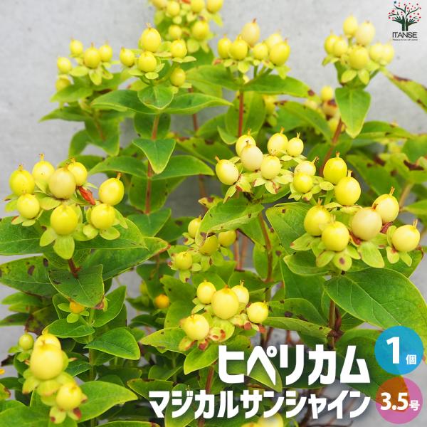 ITANSE ヒペリカム マジカルサンシャイン 花苗 3.5号ポット/1個売り オトギリソウ イタン...