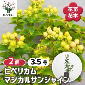 ITANSE ヒペリカム マジカルライムライト 花苗 3.5号ポット/1個売り