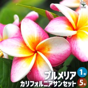 おしゃれ 観葉植物 鉢花：プルメリア*5号 インドソケイ プラポット