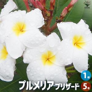 プルメリア　6苗セット　レア品種あり　札落ち 当園産プルメリア】超希少品種 Jamaican Fire 6号菊鉢 接木苗