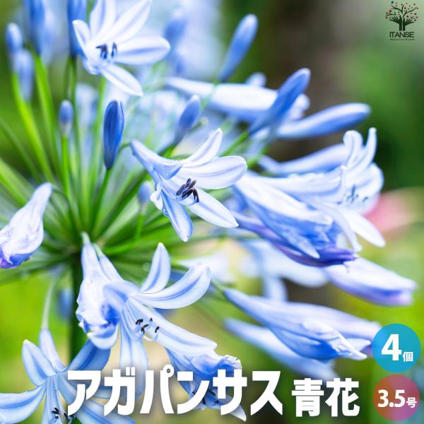 ITANSE アガパンサス 青花 花苗 3.5号ポット/お買い得4個セット 花苗 花の苗 ユリ 紫君...
