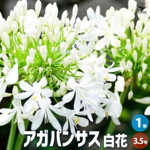 苗：山野草 白花屋久島タチツボスミレ（大）* さんやそう : 遊恵盆栽