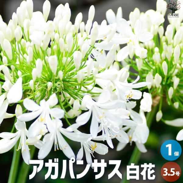 ITANSE アガパンサス 白花 花苗 3.5号ポット/1個売り 花苗 花の苗 ユリ 紫君子蘭 イタ...
