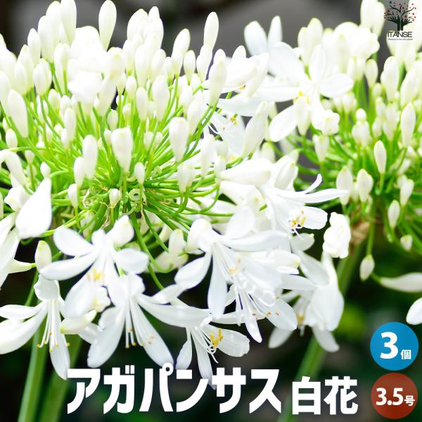 ITANSE アガパンサス 白花 花苗 3.5号ポット/お買い得3個セット 花苗 花の苗 ユリ 紫君...